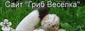 Продам настойку веселки в Бресте